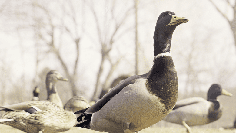 hunting business brand marketing