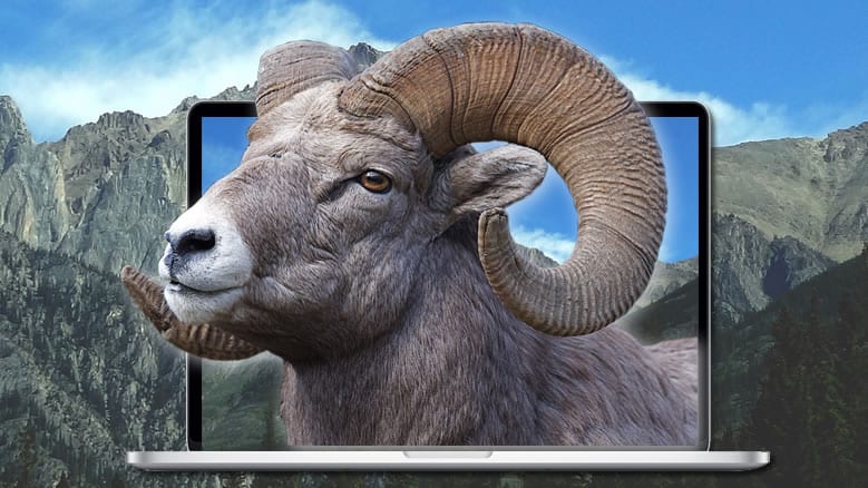 Hunting or Firearm E-commerce Website Design