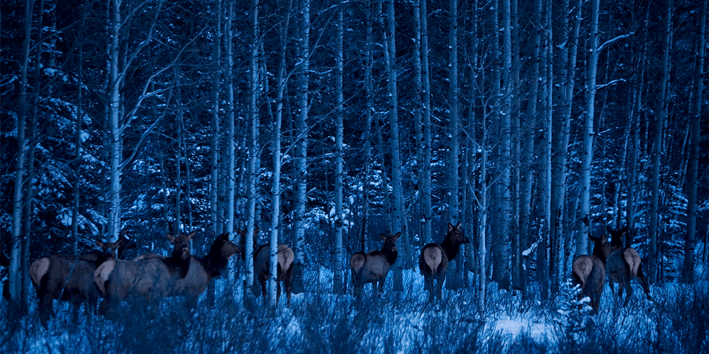 Outdoor Firearms Hunting Advertising Agency