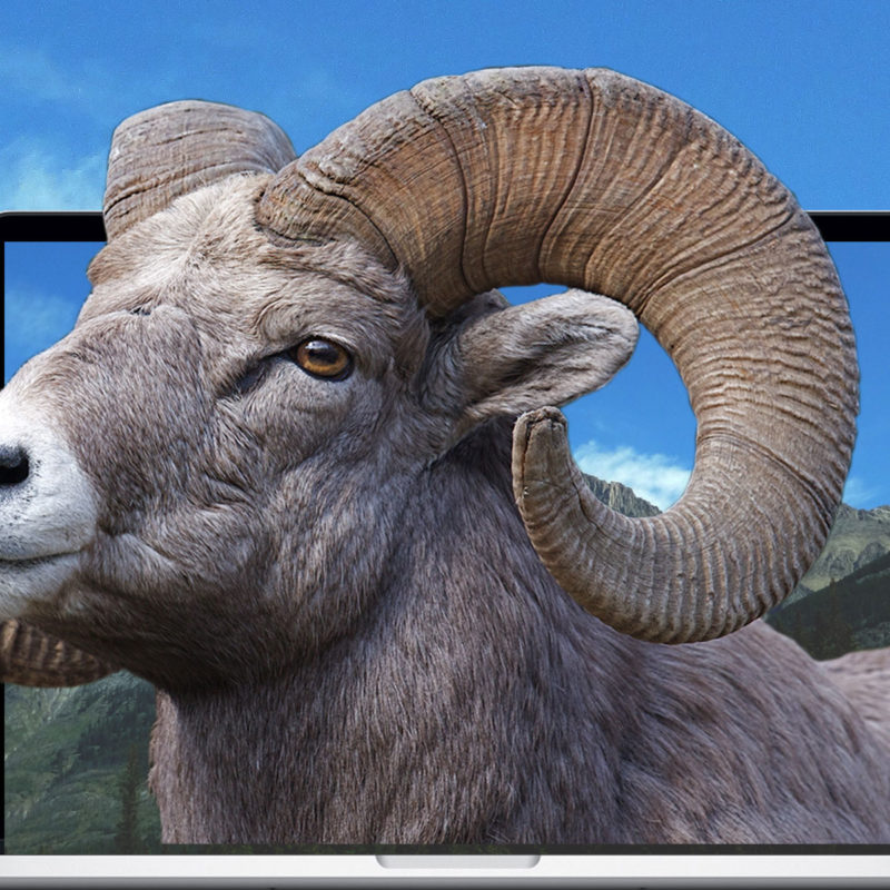 2020 Hunting or Firearm E-commerce Website