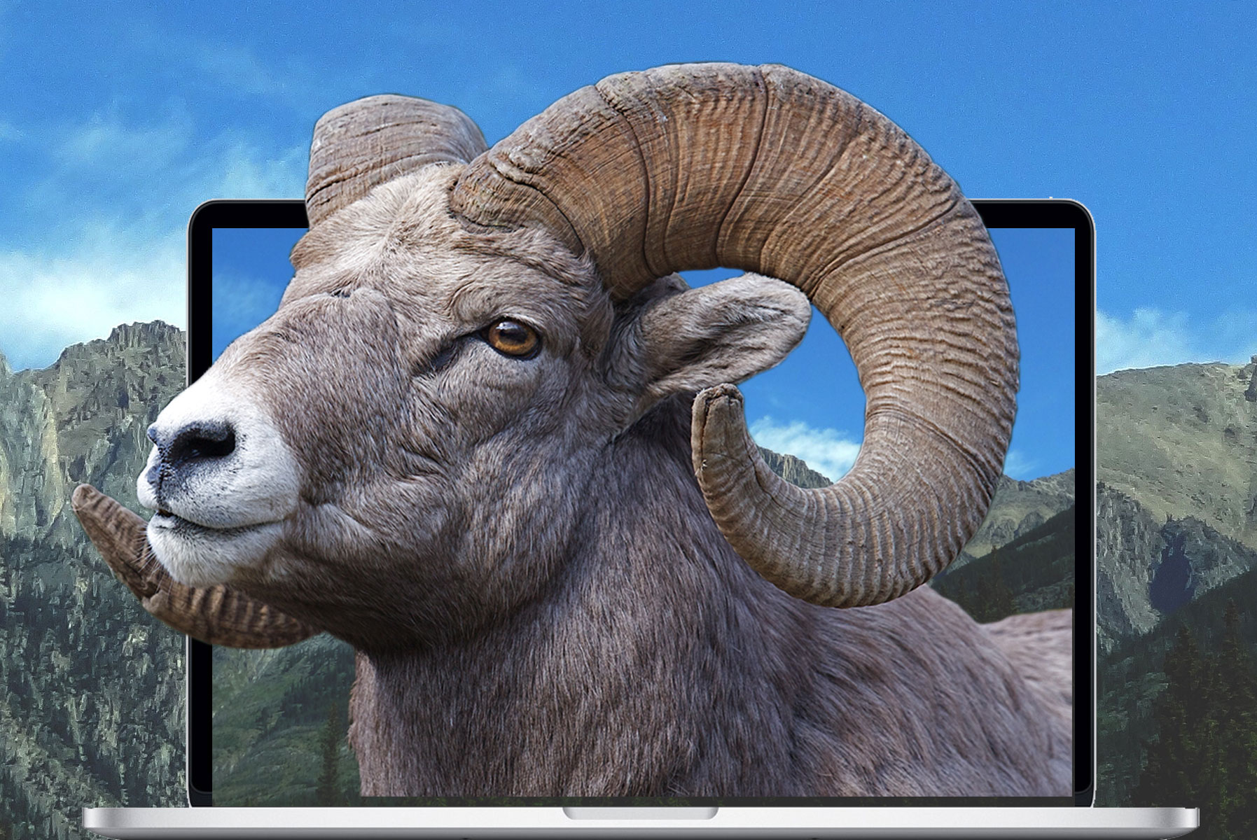 2020 Hunting or Firearm E-commerce Website